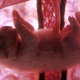 Illustration for article titled Outstanding images of animals inside the womb